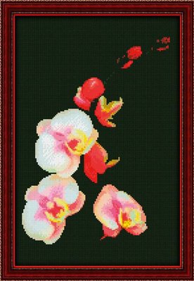 Розовая орхидея 0118 фото